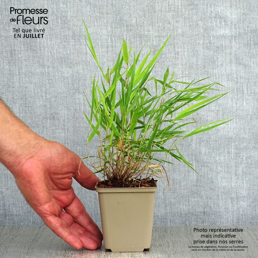 Hakonechloa macra Beni-Kaze - Japanese Forest Grass 8/9 cm pot sample as delivered in summer