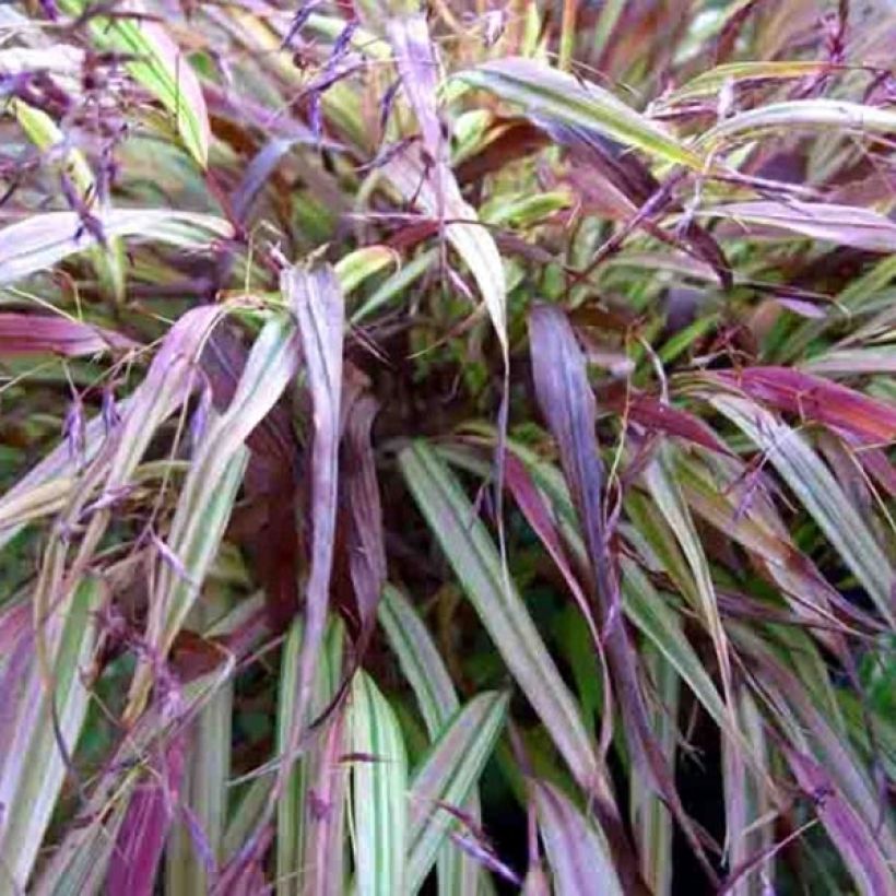 Hakonechloa macra Naomi - Japanese Forest Grass (Foliage)