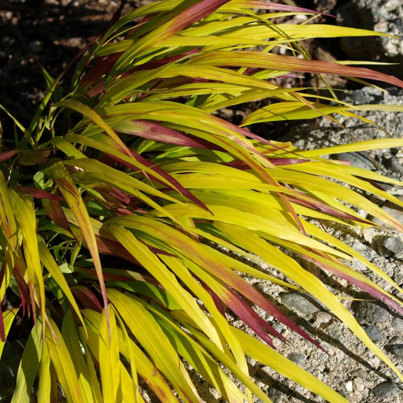 Hakonechloa macra Sunflare - Japanese Forest Grass (Foliage)