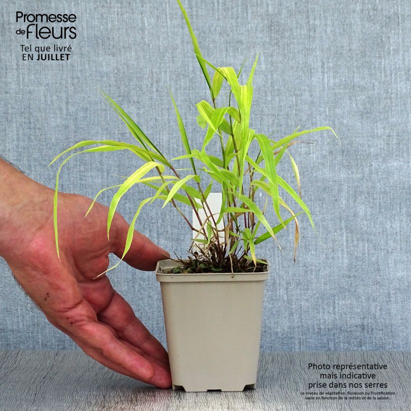 Hakonechloa macra Sunflare - Japanese Forest Grass 8/9 cm pot sample as delivered in summer