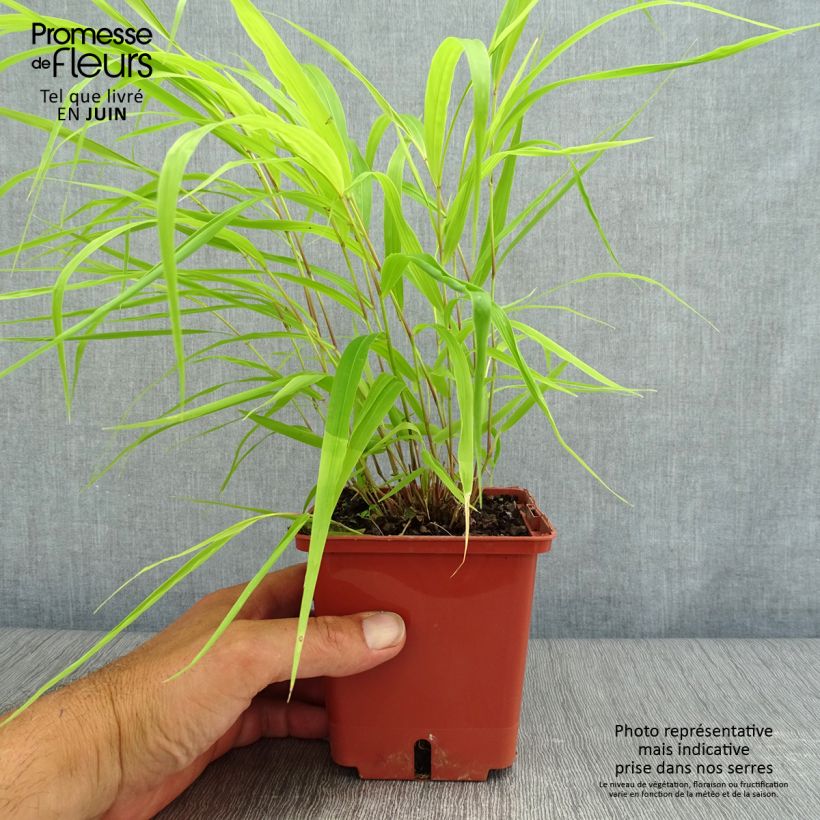 Hakonechloa macra Sunflare - Japanese Forest Grass 1L/1.5L pot sample as delivered in summer