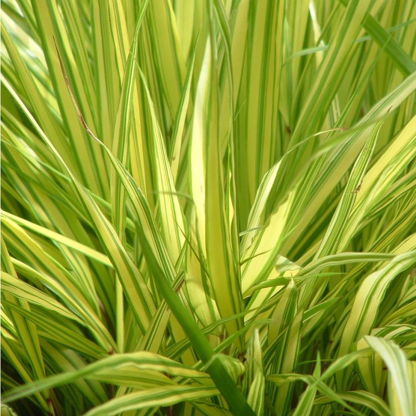 Hakonechloa macra Aureola - Japanese Forest Grass (Foliage)