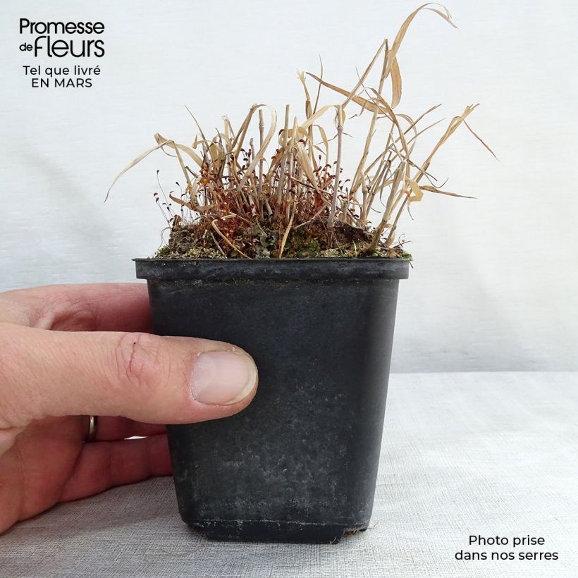 Hakonechloa macra Nicolas - Japanese Forest Grass sample as delivered in spring