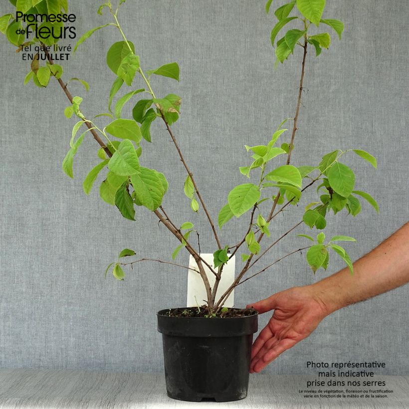 Halesia carolina - Carolina Silverbell 2L/3L pot sample as delivered in summer
