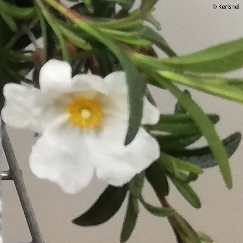 Halimiocistus sahucii (Flowering)
