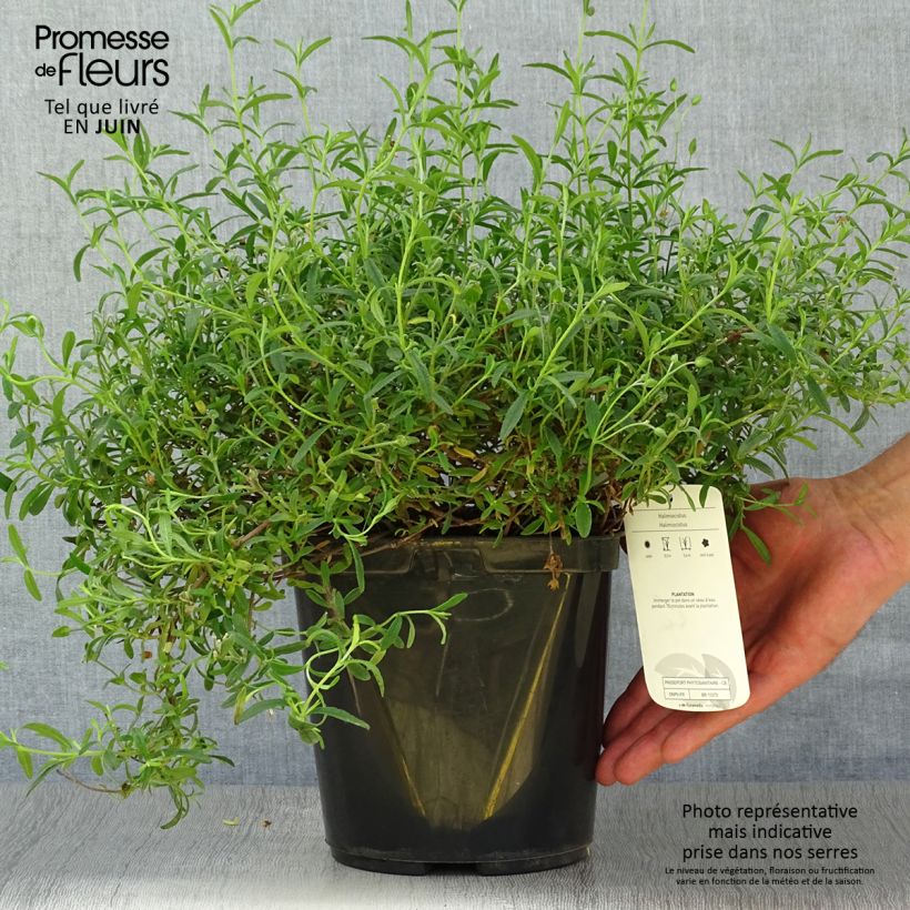 Halimiocistus sahucii 4L/5L pot sample as delivered in summer