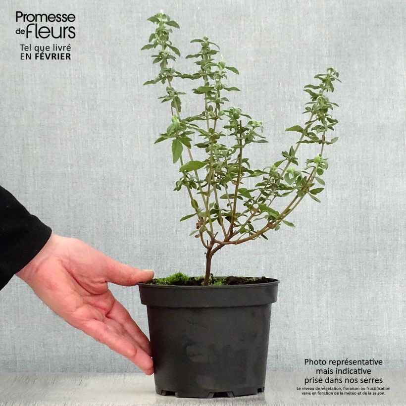 Halimiocistus wintonensis Merrist Wood Cream 2L/3L pot sample as delivered in winter