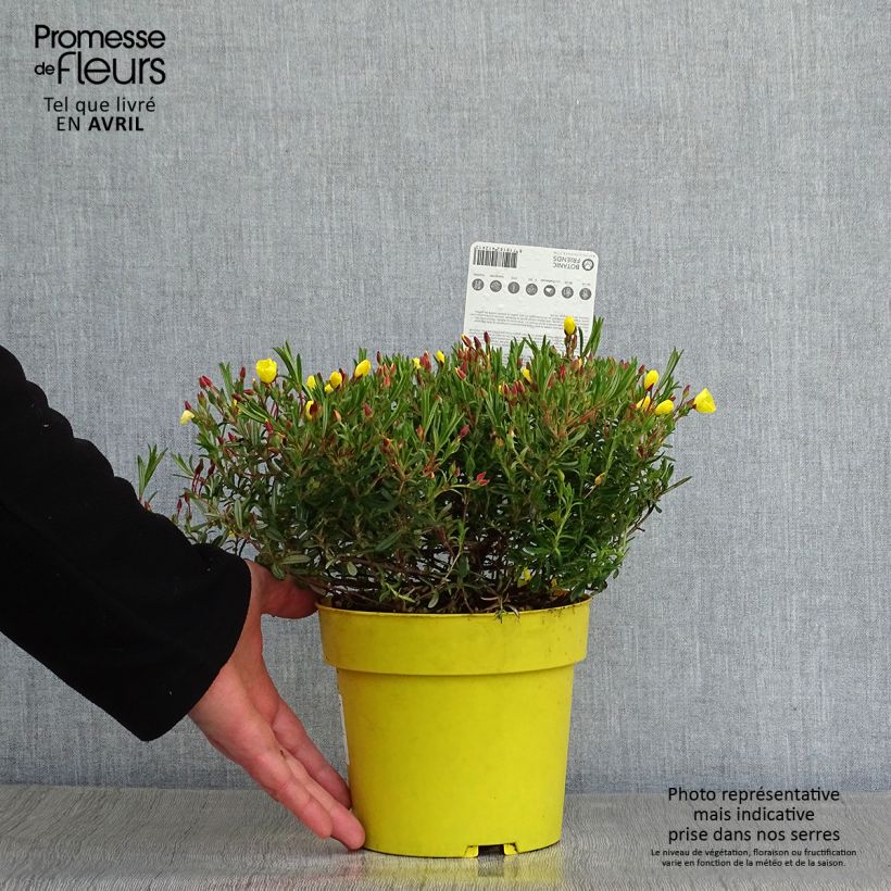 Halimium April Sun 1.5L/2L pot sample as delivered in spring