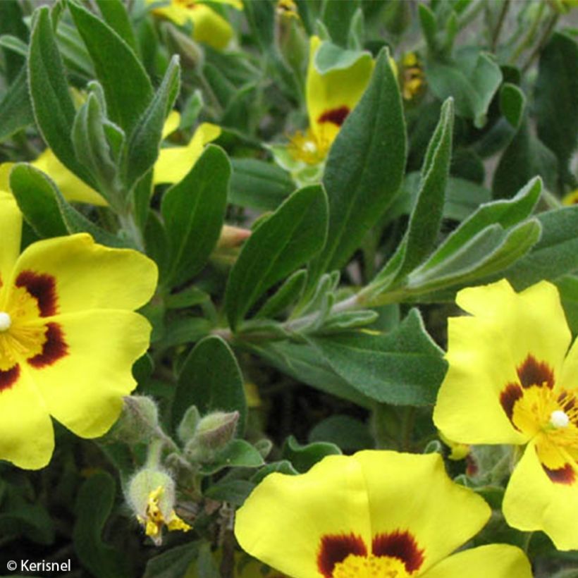 Halimium lasianthum subsp. formosum (Foliage)