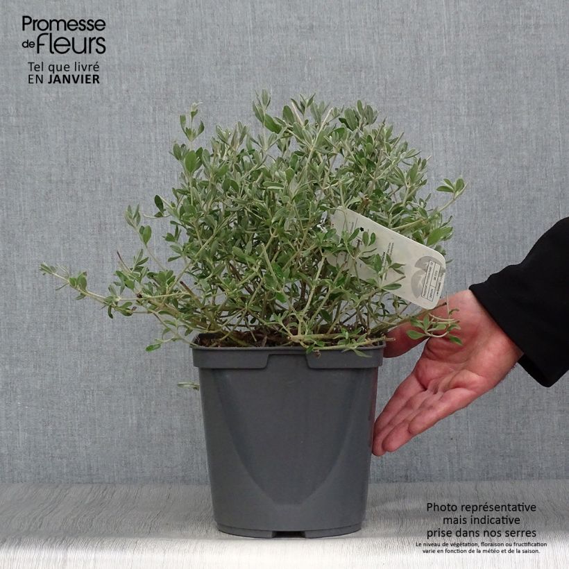 Halimium lasianthum subsp. formosum 4L/5L pot sample as delivered in winter