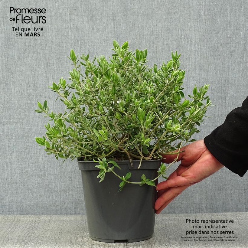 Halimium lasianthum subsp. formosum 4L/5L pot sample as delivered in spring