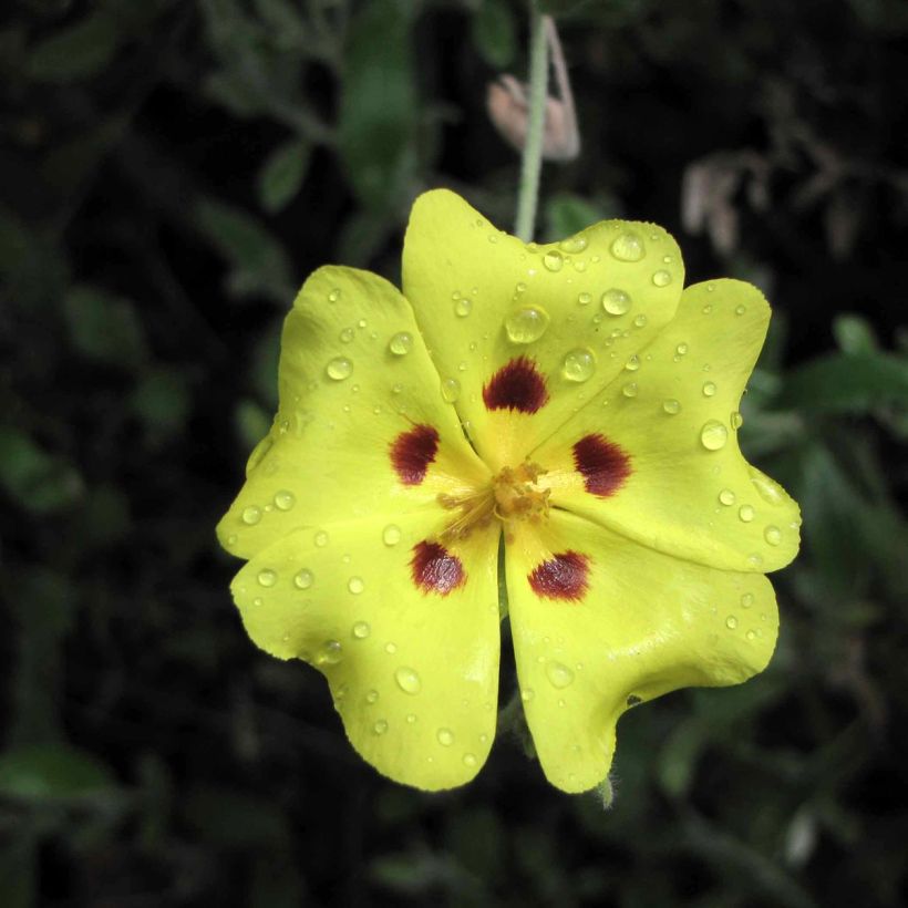 Halimium lasianthum subsp. formosum (Flowering)