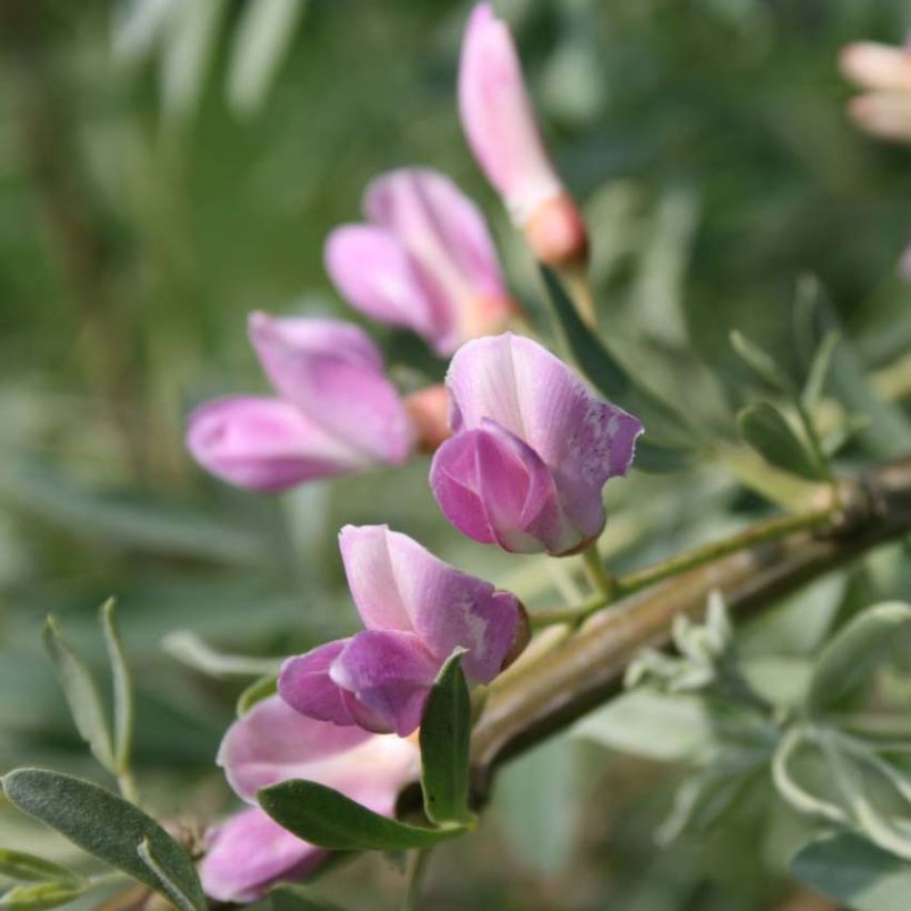 Halimodendron halodendron (Flowering)