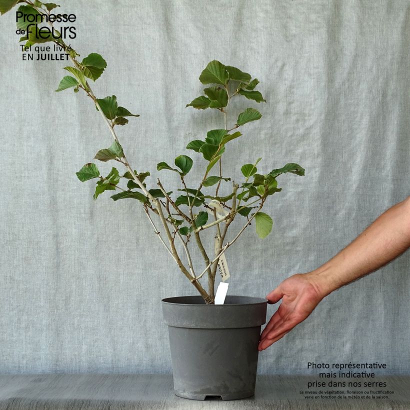 Hamamelis intermedia Ruby Glow - Witch Hazel 6L/7L pot sample as delivered in summer