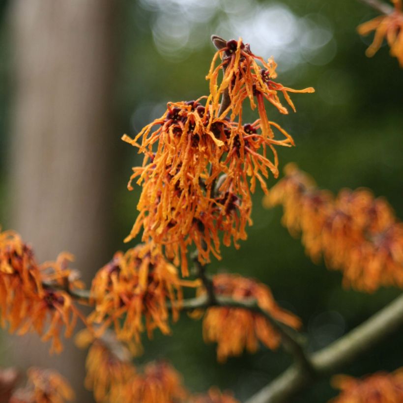 Hamamelis intermedia Aphrodite - Witch Hazel (Flowering)