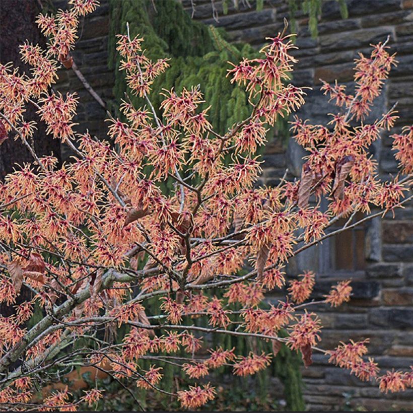 Hamamelis intermedia Feuerzauber - Witch Hazel (Flowering)