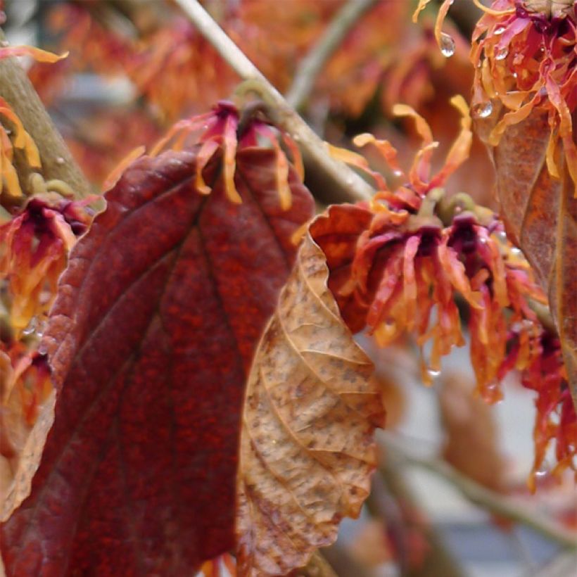 Hamamelis intermedia Jelena - Witch Hazel (Foliage)