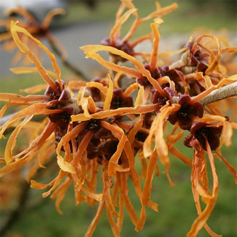 Hamamelis intermedia Jelena - Witch Hazel (Flowering)