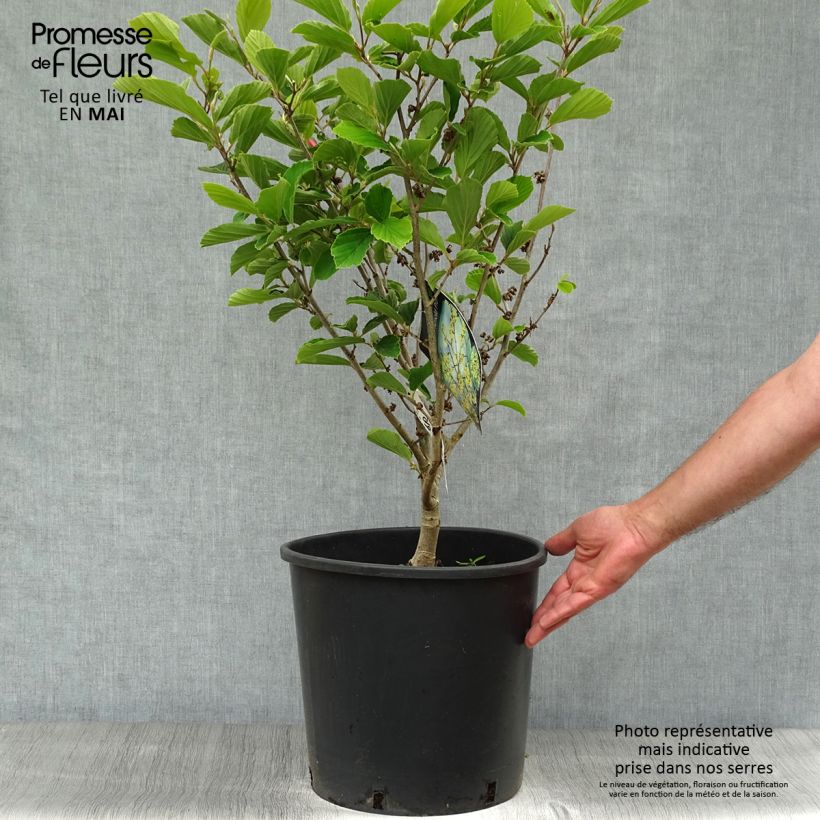 Hamamelis intermedia Arnold Promise - Witch Hazel 18L/20L pot sample as delivered in spring