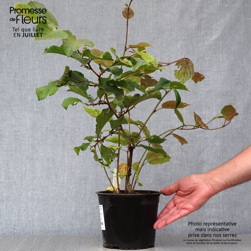 Hamamelis intermedia Diane - Witch Hazel 2L/3L pot sample as delivered in summer