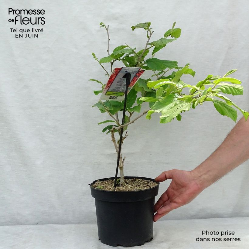 Hamamelis intermedia Diane - Witch Hazel 4L/5L pot sample as delivered in summer