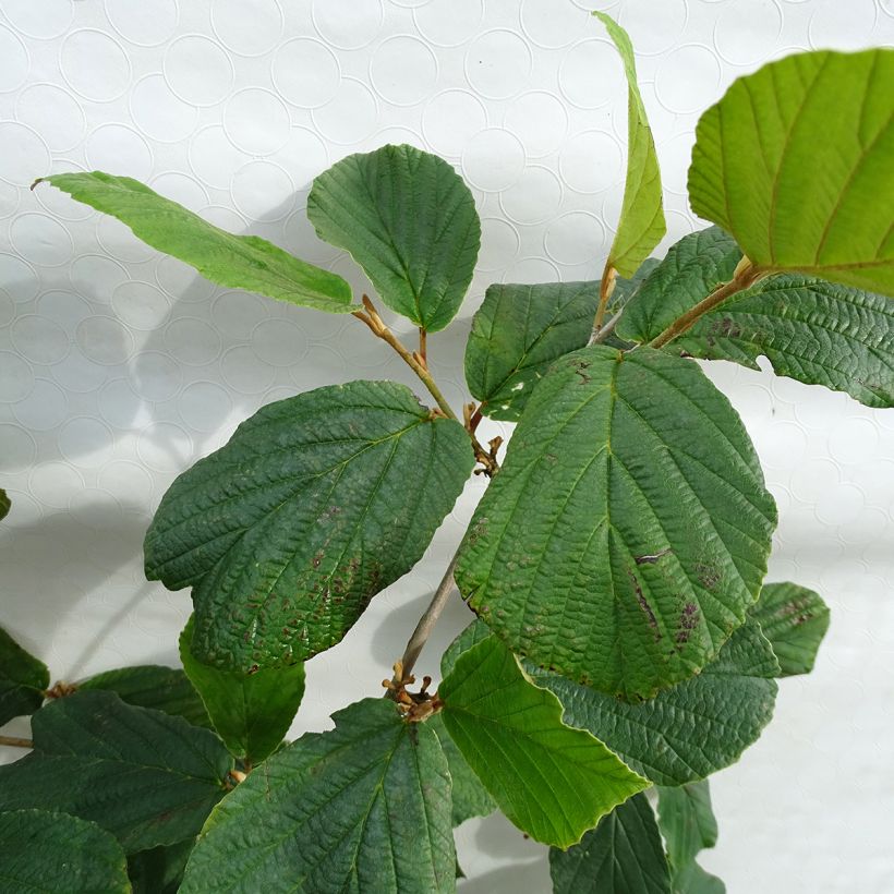 Hamamelis mollis Pallida - Witch Hazel (Foliage)