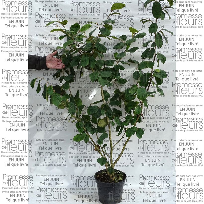 Example of Hamamelis mollis Pallida - Witch Hazel 7.5L/10L pot specimen as delivered