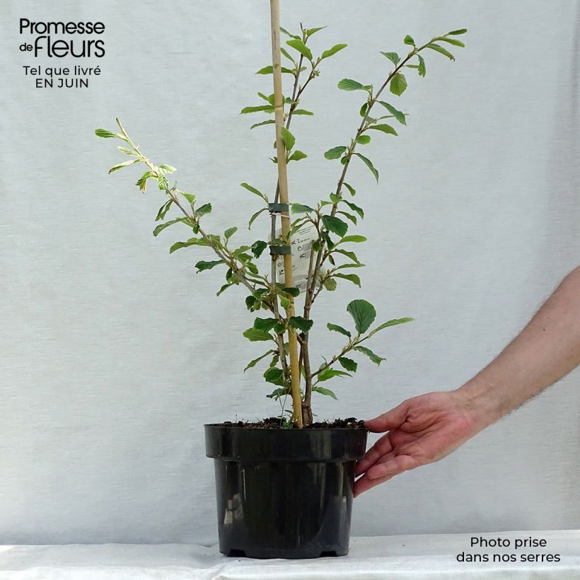 Hamamelis mollis Pallida - Witch Hazel 4L/5L pot sample as delivered in summer
