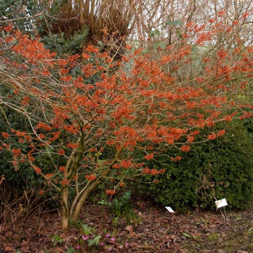 Hamamelis intermedia Ruby Glow - Witch Hazel (Plant habit)