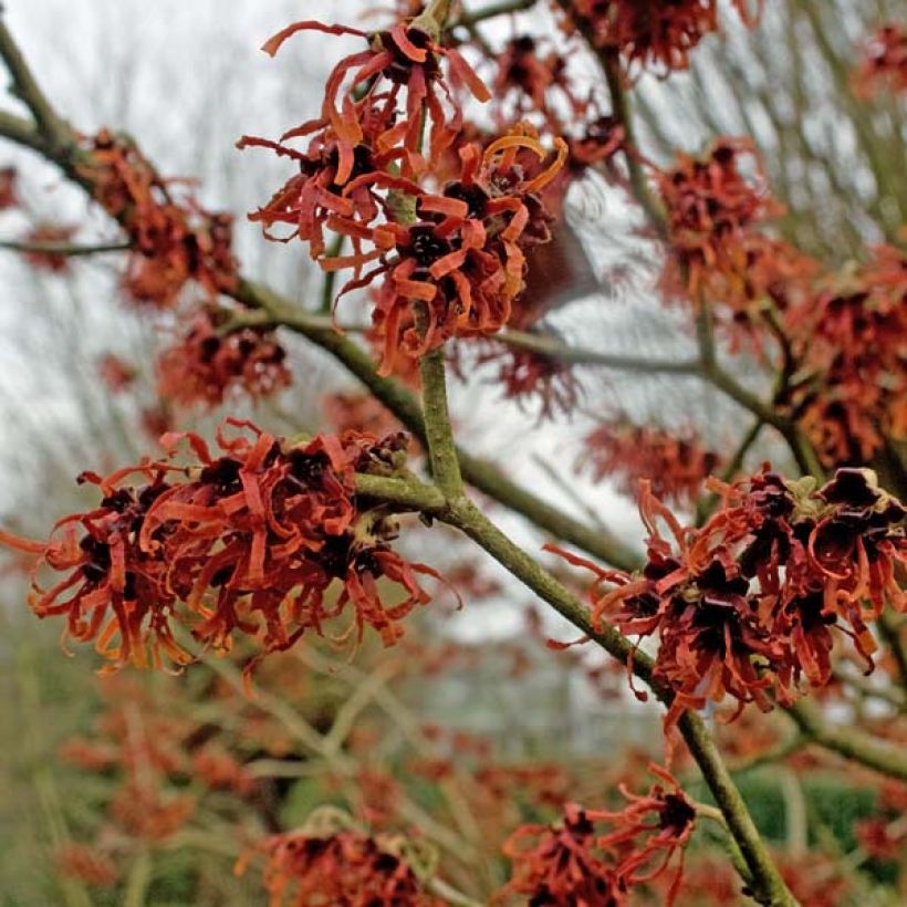 Hamamelis intermedia Ruby Glow - Witch Hazel (Flowering)