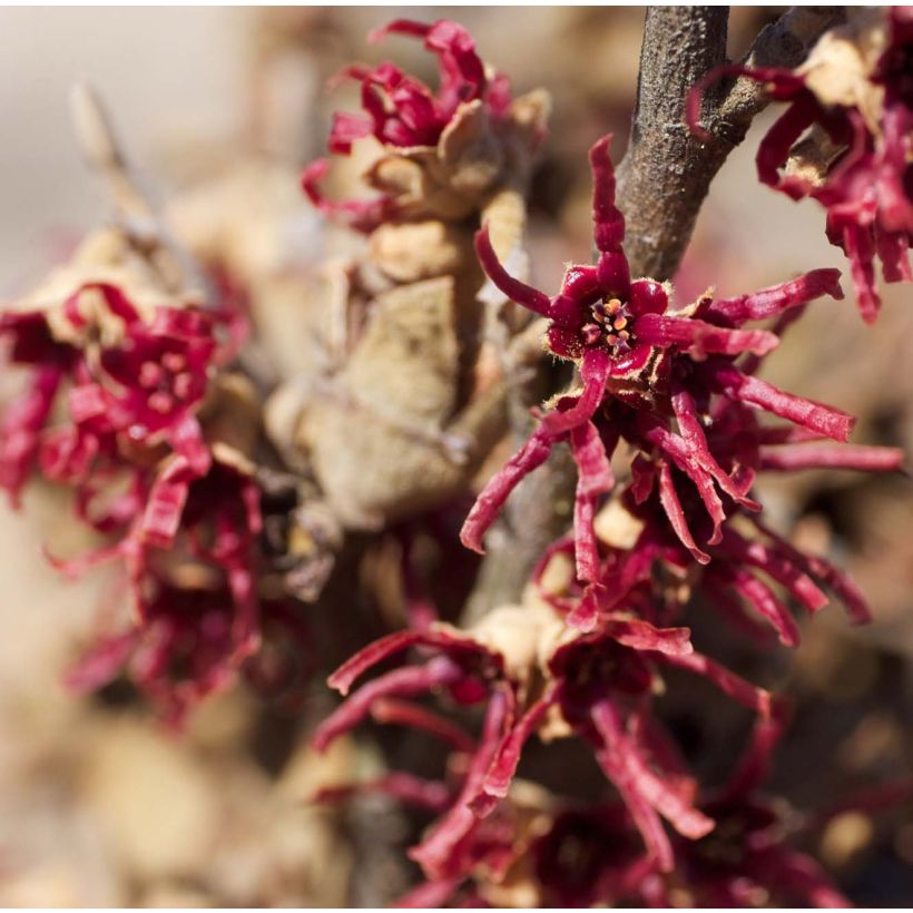 Hamamelis vernalis Amethyst - Witch Hazel (Flowering)