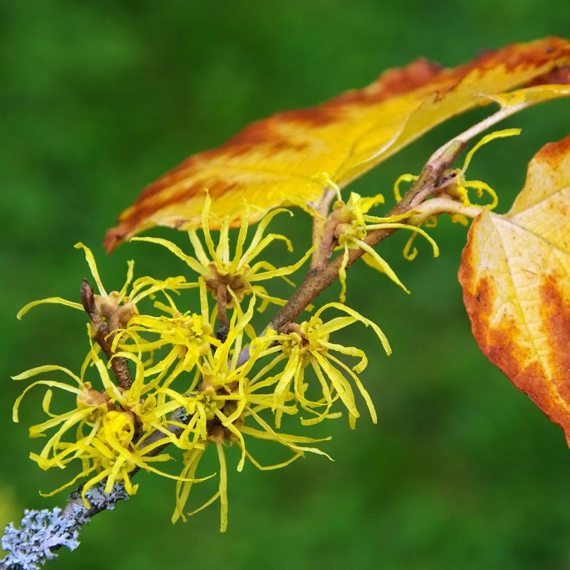 Hamamelis virginiana - Virginian Witch Hazel (Flowering)