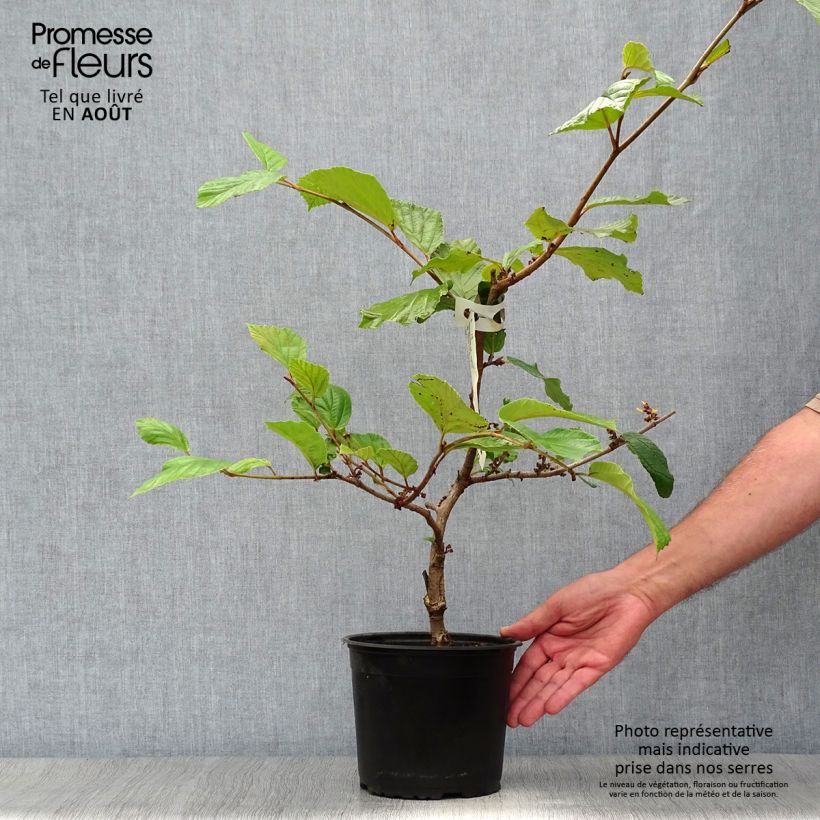 Hamamelis intermedia Jelena - Witch Hazel 2L/3L pot sample as delivered in summer