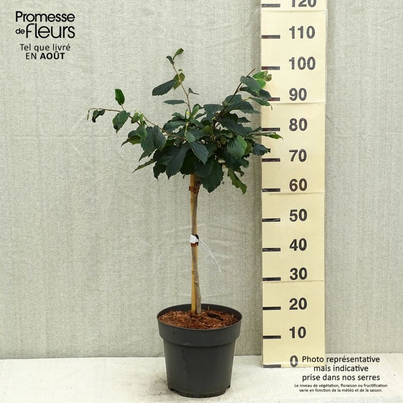 Hamamelis intermedia Rubin 7.5L/10L pot sample as delivered in summer
