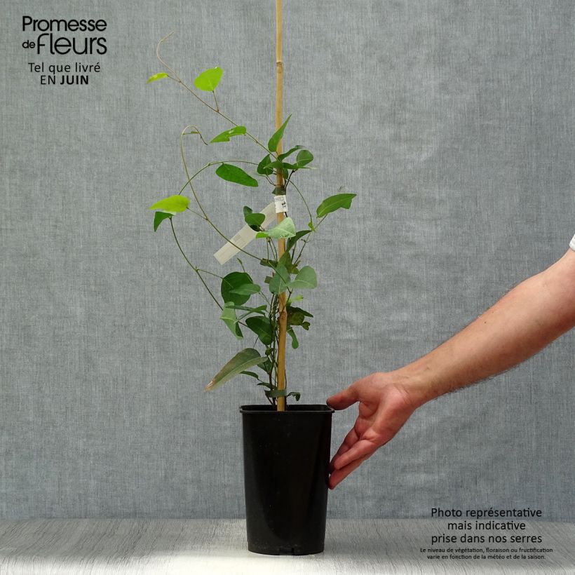 Hardenbergia violacea - Vine Lilac 2L/3L pot sample as delivered in summer
