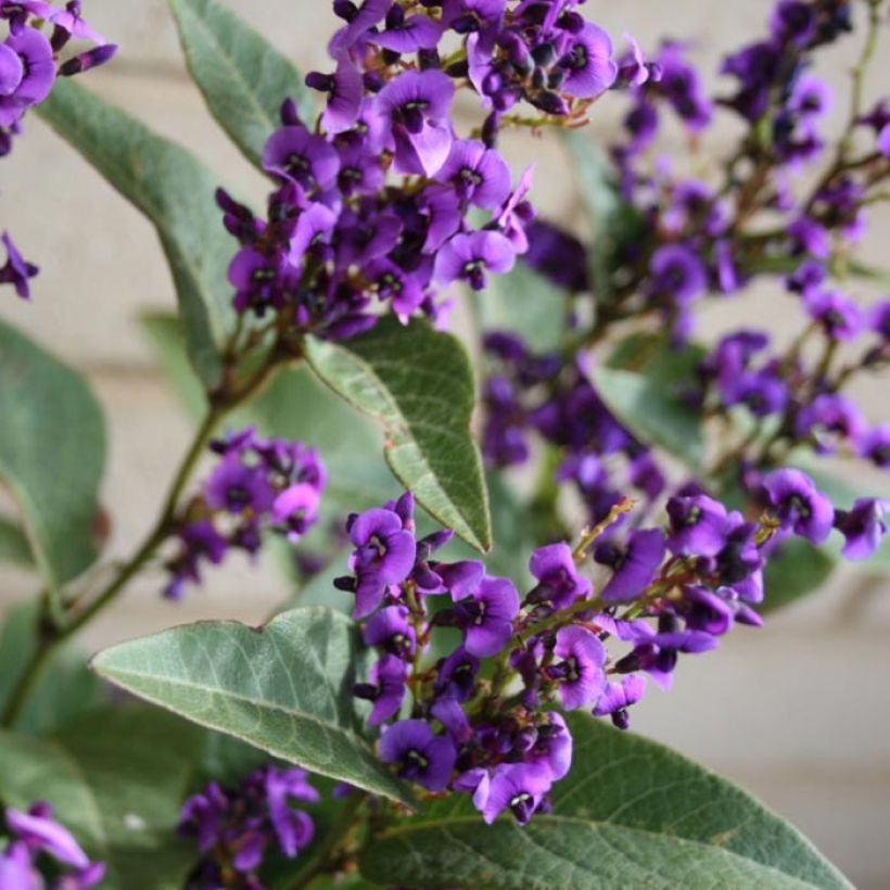 Hardenbergia violacea Regent - Vine Lilac (Flowering)