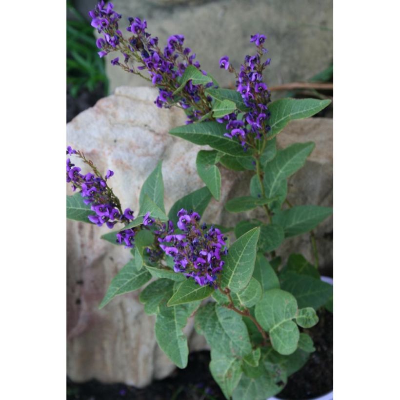 Hardenbergia violacea Regent - Vine Lilac (Plant habit)