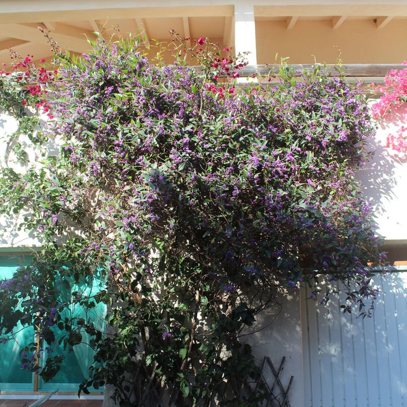 Hardenbergia violacea - Vine Lilac (Plant habit)