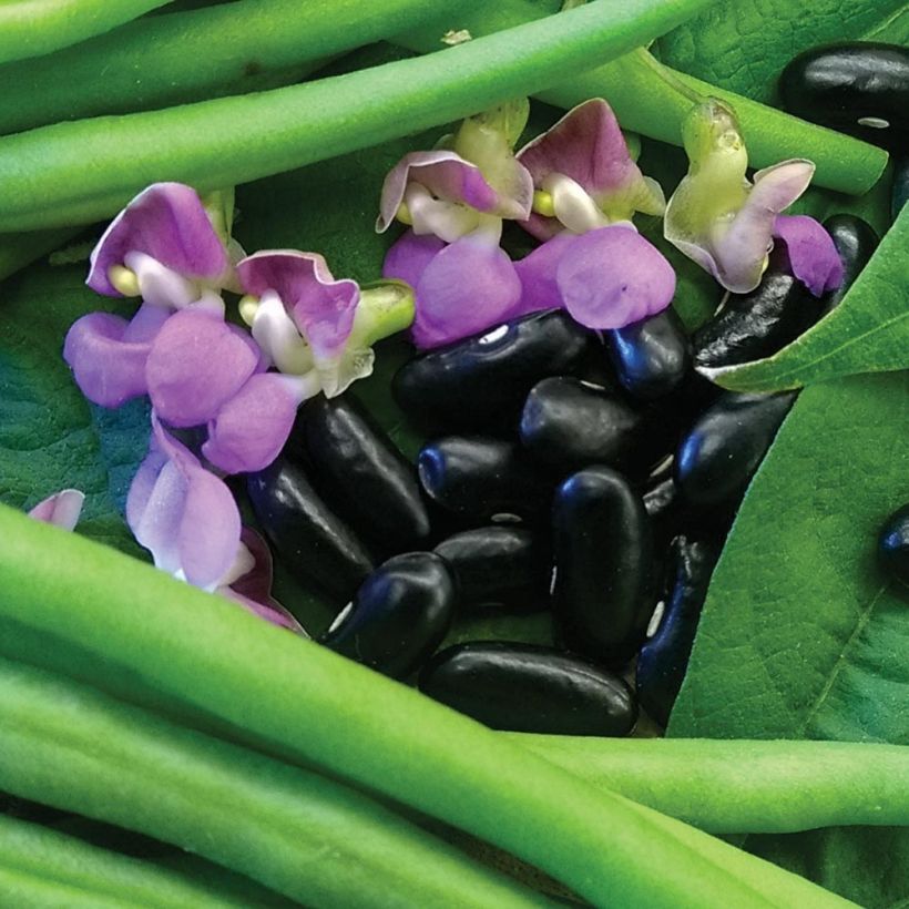 Dwarf Bean Nautica extra fine string seeds (Flowering)