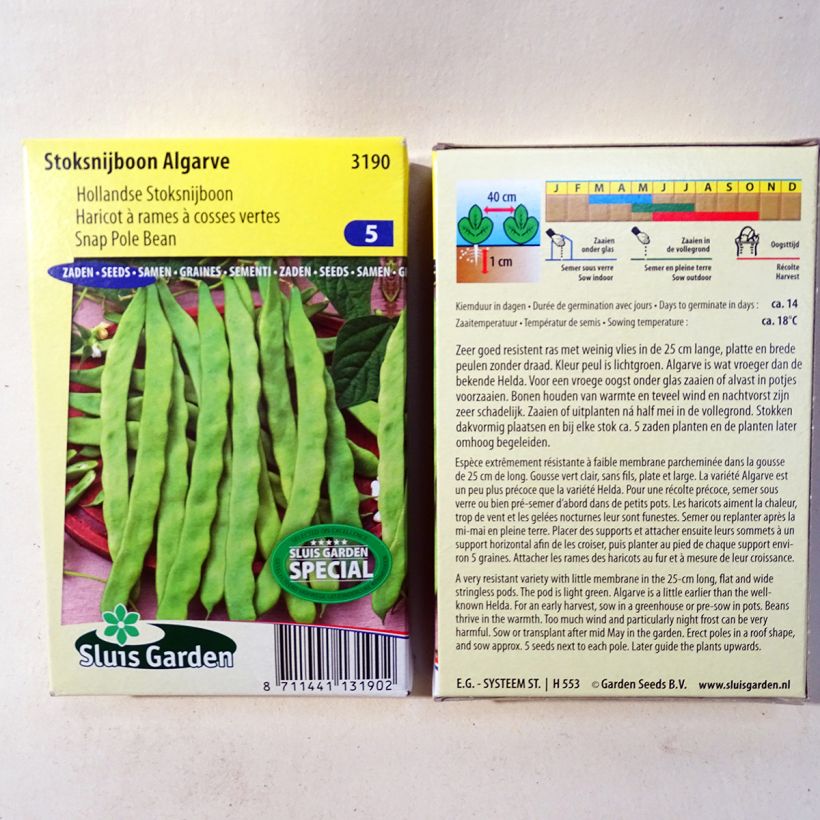 Example of French Pole Bean Algarve specimen as delivered