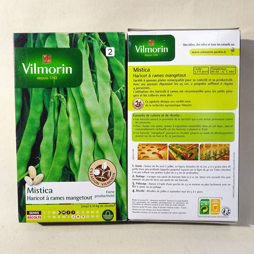Example of French Pole Bean Mistica - Vilmorin Seeds Seeds specimen as delivered