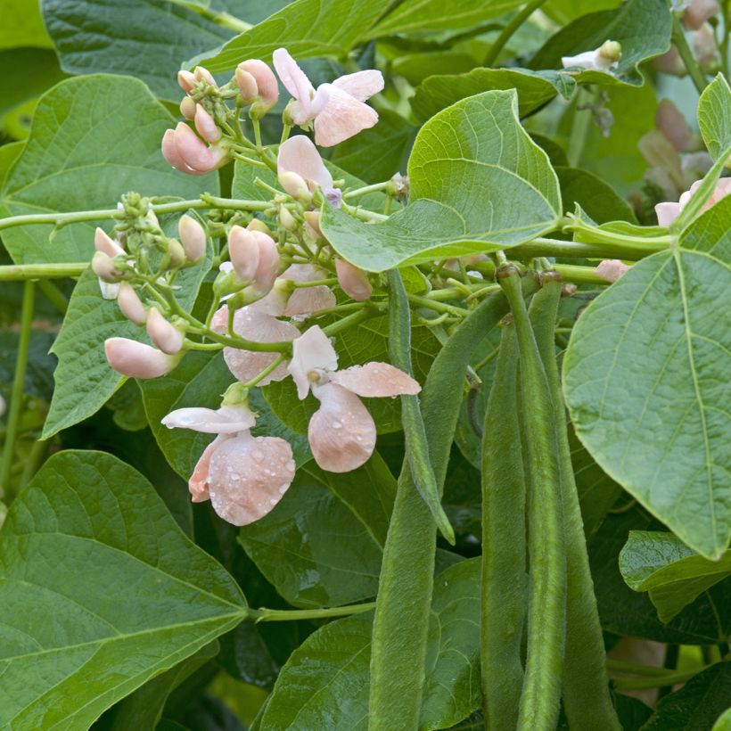 Runner Bean Sunset (Flowering)