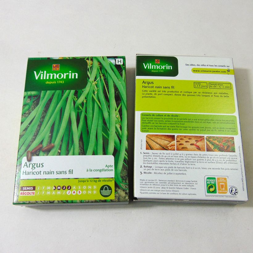 Example of Dwarf Filet Bean Argus - Vilmorin Seeds per pack of 200 seeds (100g) specimen as delivered