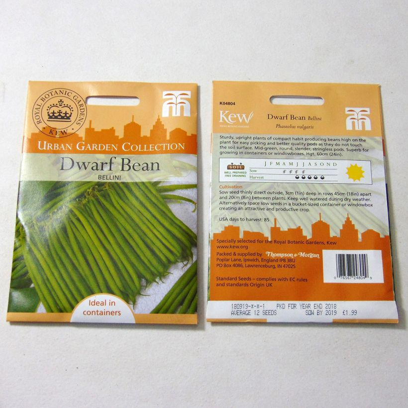 Example of Dwarf Bean with Pod Bellini per pack of 12 seeds specimen as delivered