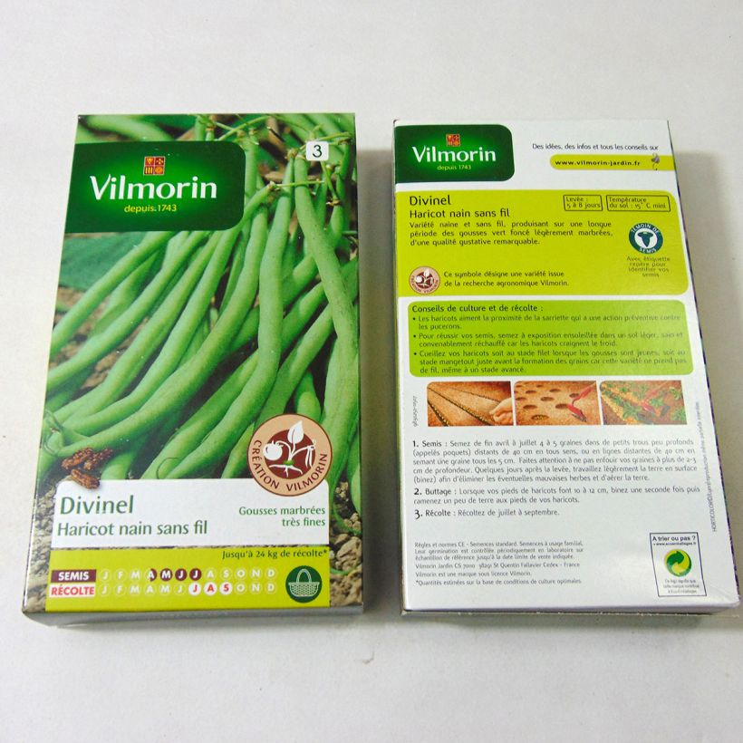 Example of Dwarf Filet Bean Divinel - Vilmorin Seeds specimen as delivered