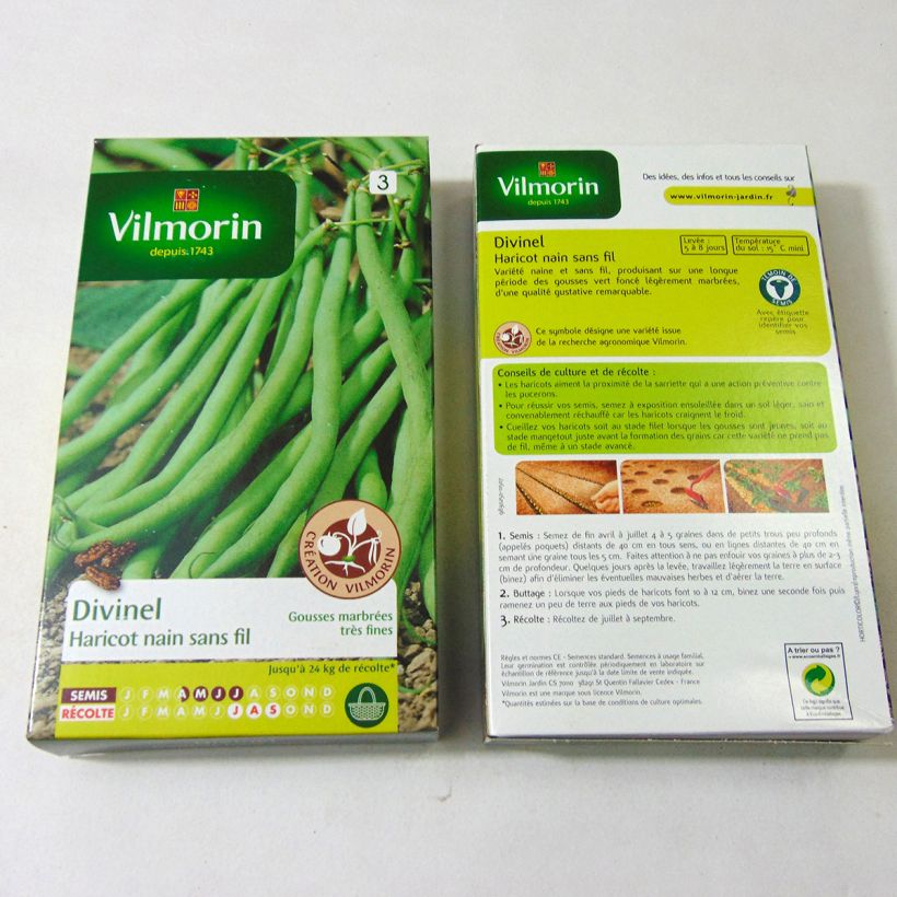 Example of Dwarf Filet Bean Divinel - Vilmorin Seeds per pack of 400 seeds (200g) specimen as delivered
