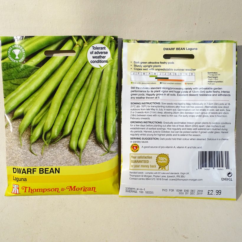 Example of Phaseolus vulgaris Laguna per pack of 100 seeds specimen as delivered