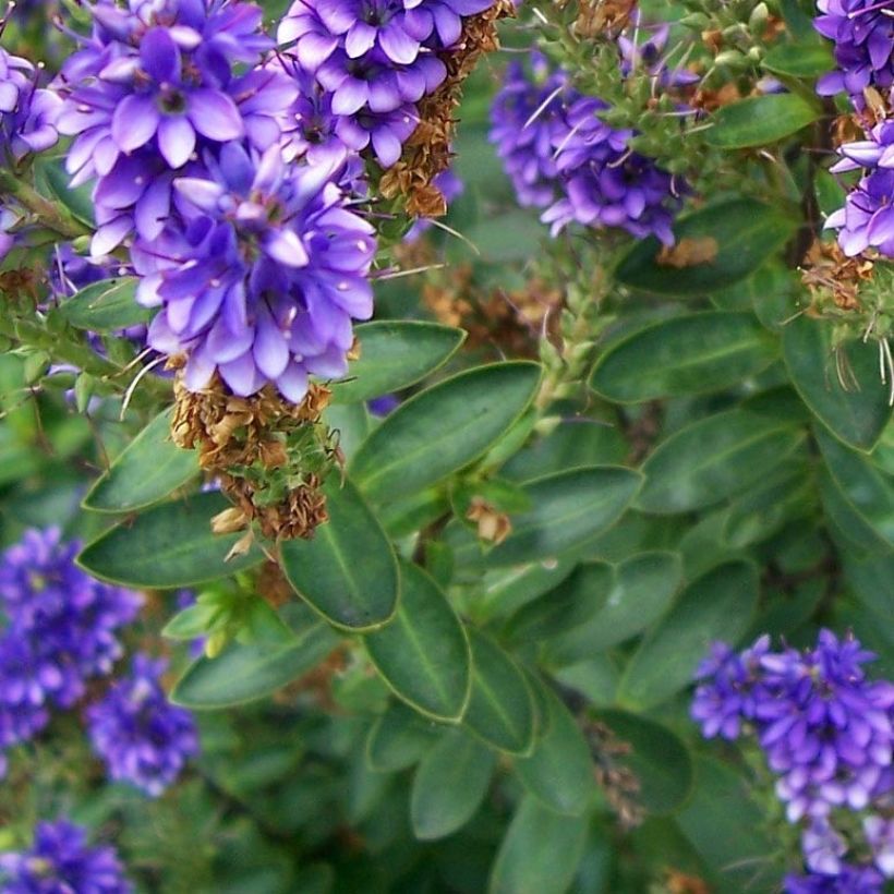 Hebe Autumn Glory (Foliage)