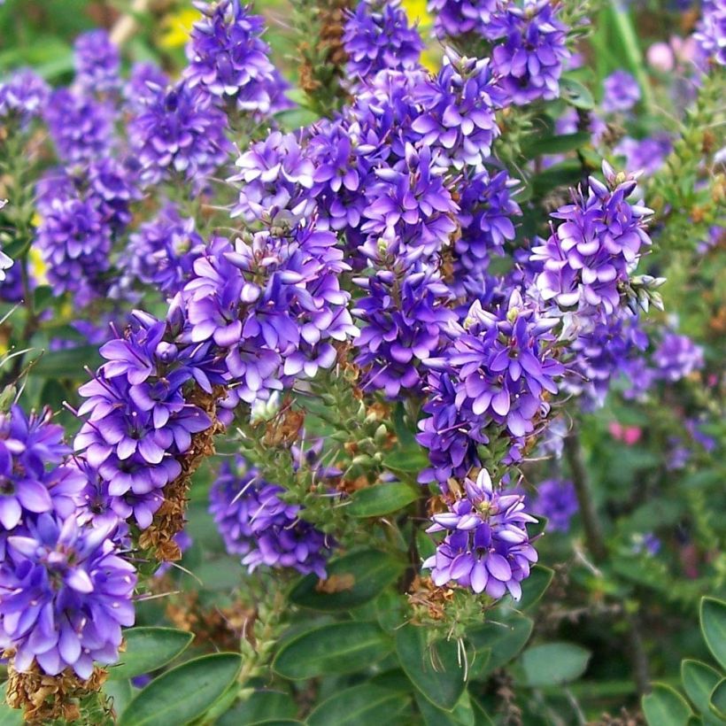 Hebe Autumn Glory (Flowering)