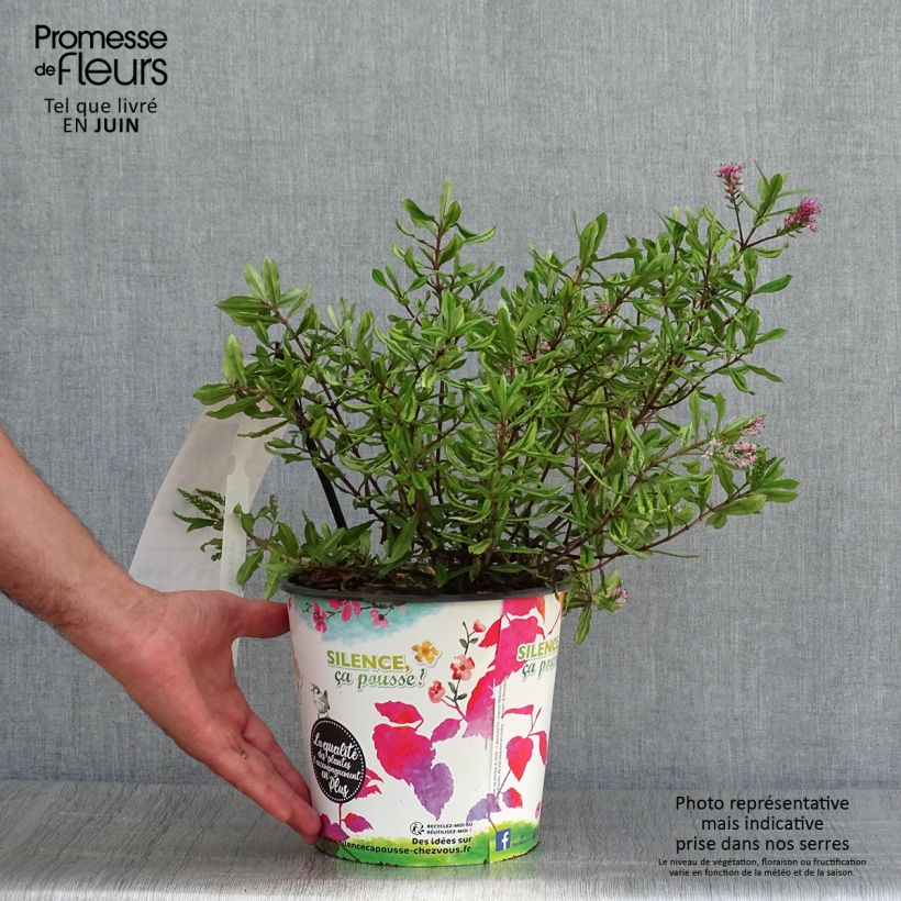 Hebe Celebration 3L/4L pot sample as delivered in summer